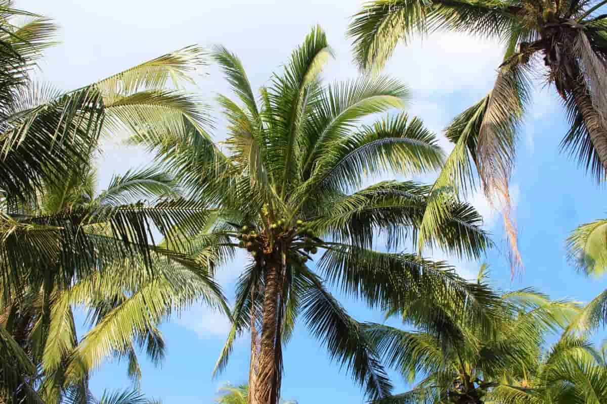 ココナッツオイルのヤシの木